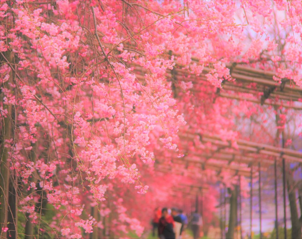桜　旅行