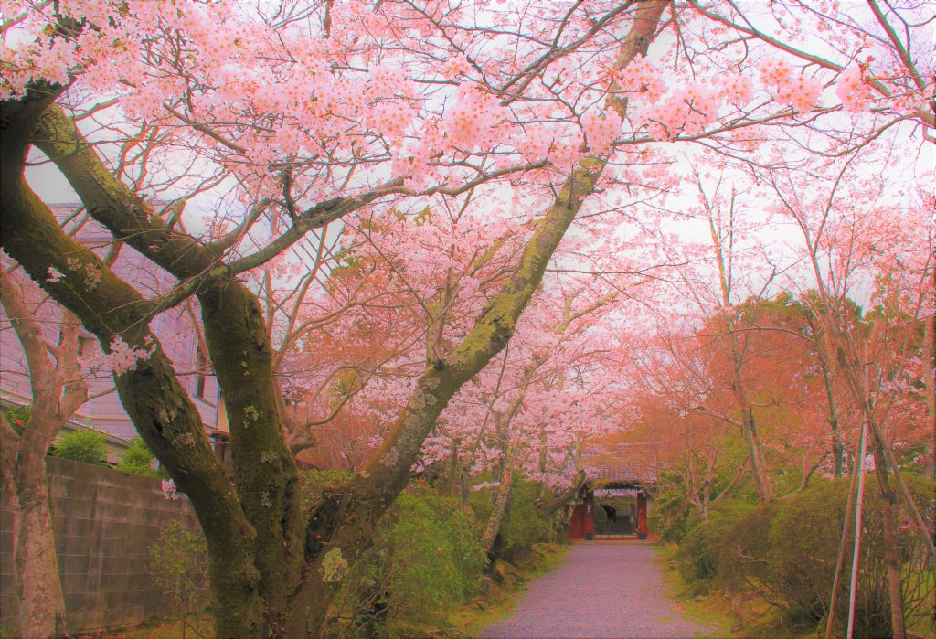 京都　桜　スポット　名所
