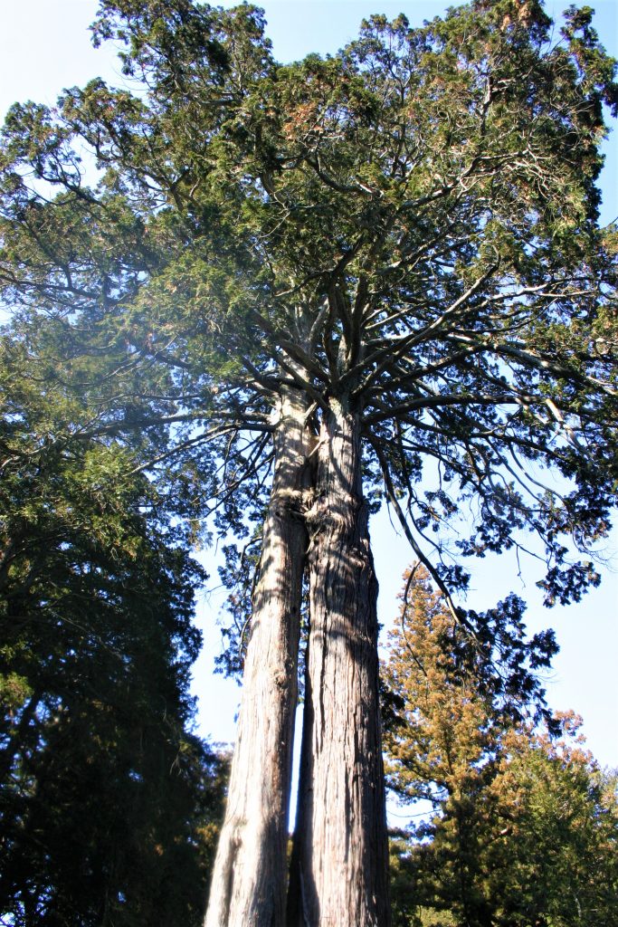 日本　最強　恋愛　パワースポット　北口本宮冨士浅間神社　婚活　女子　人気　浅間大神 木花開耶姫　富士山　観光スポット　登山　ツアー　日本武尊　運気　アップ　良縁　縁結び 世界遺産