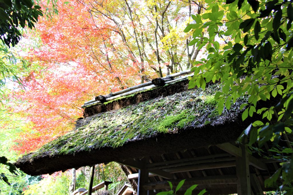 旅　想い出草ノート　恋愛　恋ヘタ　抒情詩　京都　嵯峨野　直指庵　寂聴　観光　旅行　京都　観光スポット　ランキング