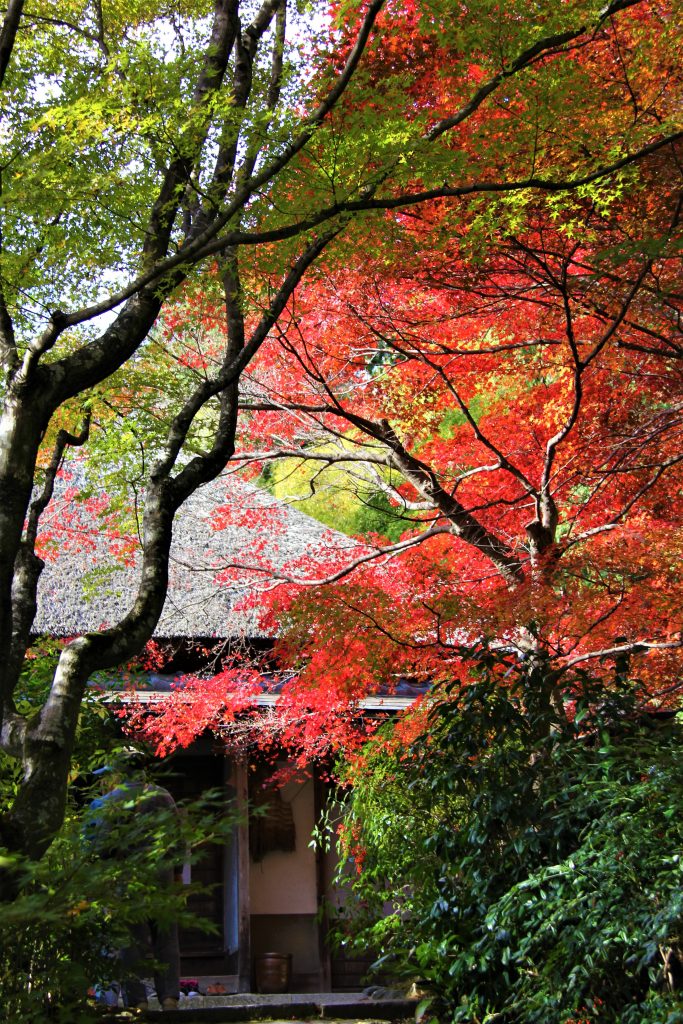 旅　想い出草ノート　恋愛　恋ヘタ　抒情詩　京都　嵯峨野　直指庵　寂聴　観光　旅行　京都　観光スポット　ランキング