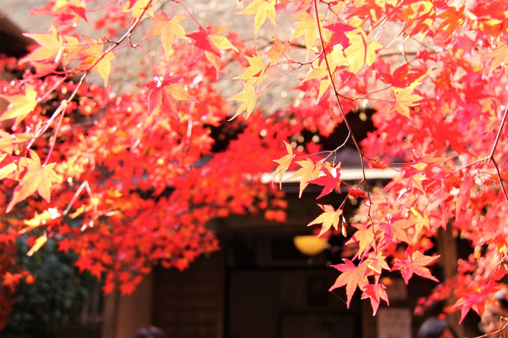 旅　想い出草ノート　恋愛　恋ヘタ　抒情詩　京都　嵯峨野　直指庵　寂聴　観光　旅行　京都　観光スポット　ランキング