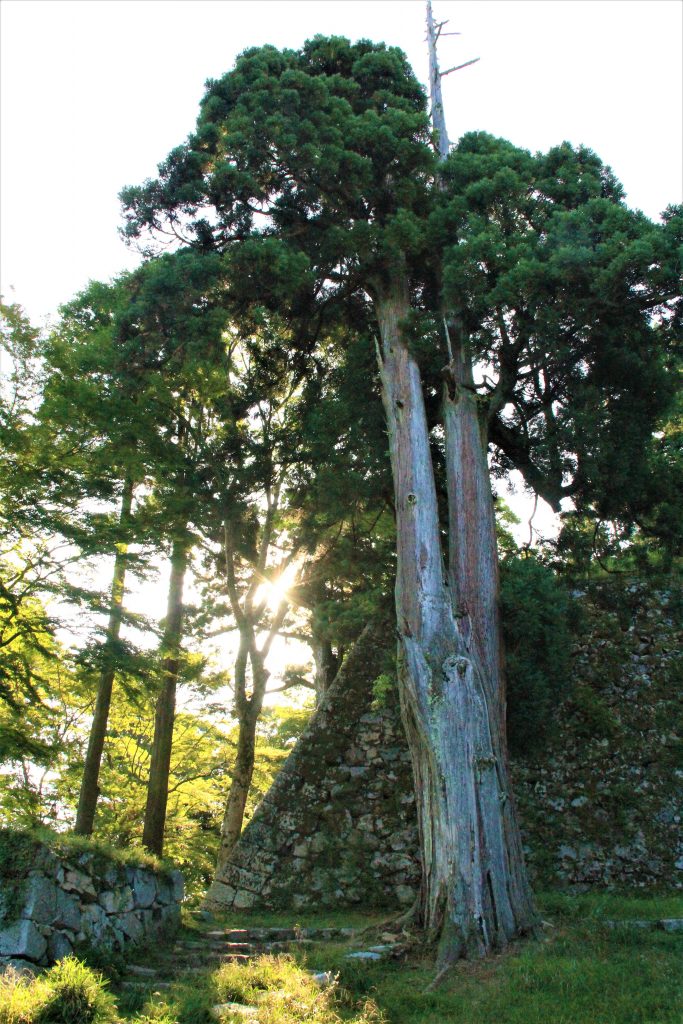 奈良　観光　おすすめ　心霊　ミステリースポット　モデルコース　パワースポット 東大寺　二月堂　天河神社　天川村　生駒　宝山寺　法隆寺　大神神社　飛鳥　飛鳥大仏　鹿　伊勢神社　熊野本宮　大社　五芒星　レイライン　旅行　日本　最古　平城京　平安京　出雲大社　富士山　　二上山　どんづるぼう　トンネル　高取城　五百羅漢　弥山　弥山神社　UFO