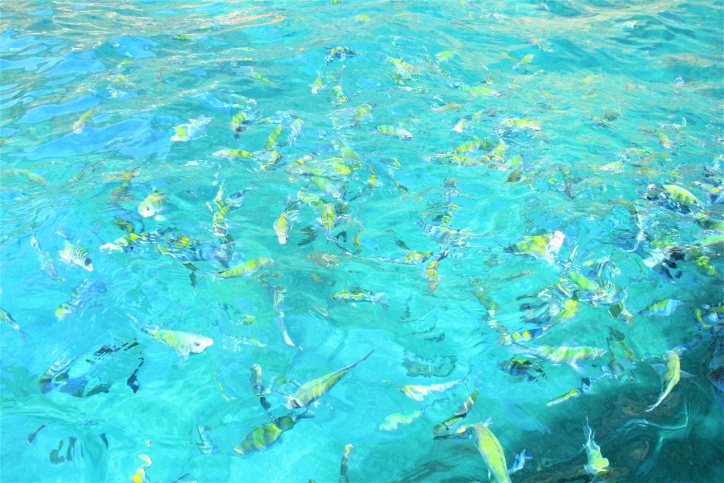 ピピ島　レイ島　マヤベイ　タイ　プーケット　観光　旅行　海　絶景　ビーチ