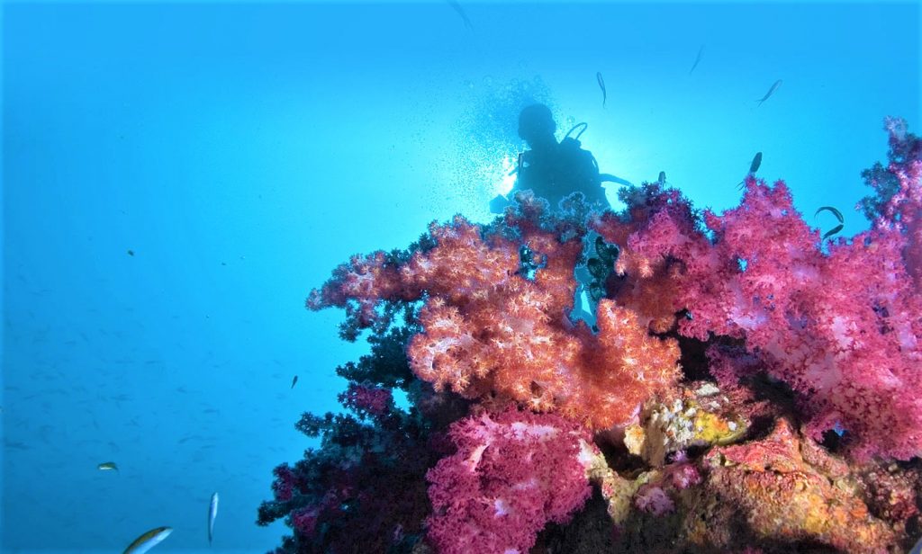 ピピ島　レイ島　マヤベイ　タイ　プーケット　観光　旅行　海　絶景　ビーチ