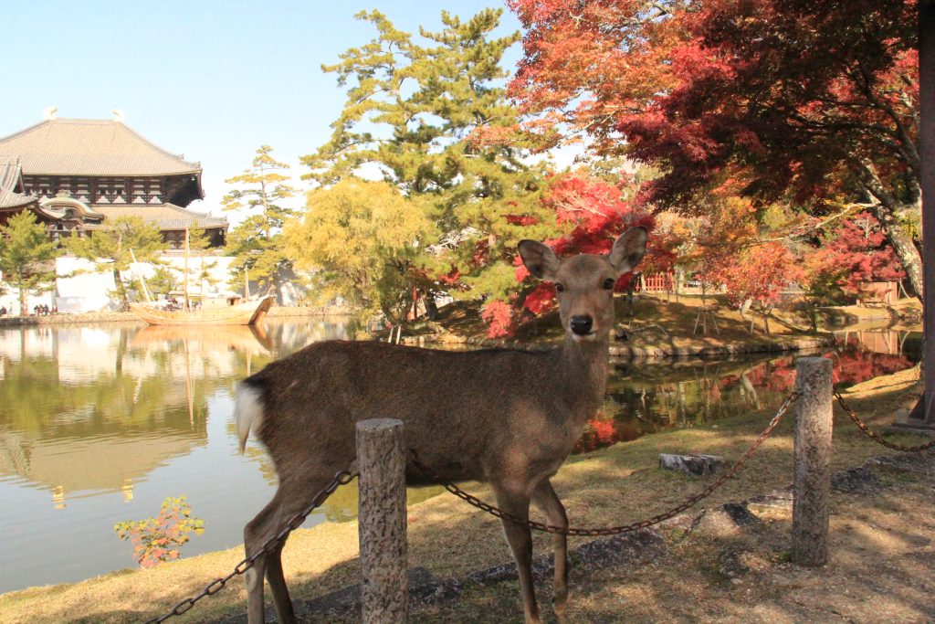 秋　奈良　観光　紅葉　名所　穴場　スポット　紅葉　時期　見ごろ　東大寺　春日大社　興福寺　二月堂　ライトアップ　大仏池　手向山八幡宮　奈良春日野国際フォーラム 甍～I・RA・KA～（奈良県新公会堂）　浮見堂　若草山　奈良公園