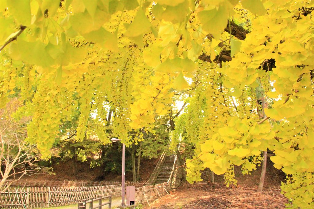 秋　奈良　観光　紅葉　名所　穴場　スポット　紅葉　時期　見ごろ　東大寺　春日大社　興福寺　二月堂　ライトアップ　大仏池　手向山八幡宮　奈良春日野国際フォーラム 甍～I・RA・KA～（奈良県新公会堂）　浮見堂　若草山　奈良公園