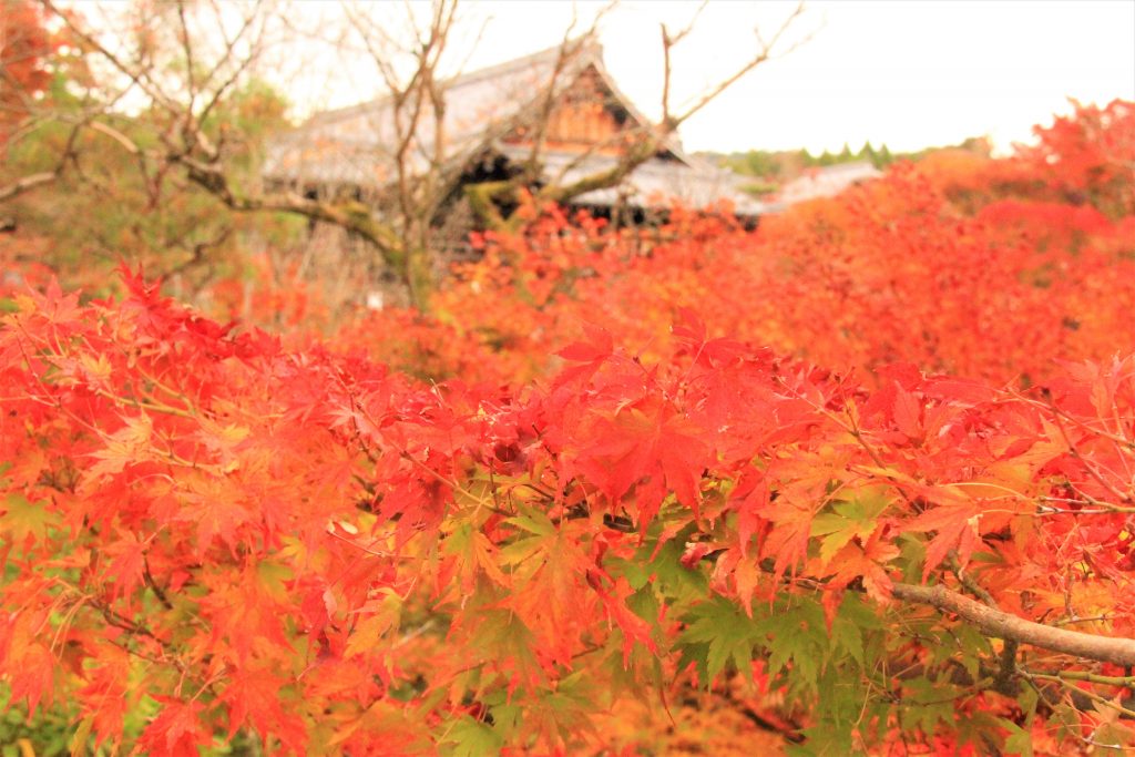 京都　紅葉　見ごろ　時期　ライトアップ　名所　穴場　ランキング　おすすめ　寺 東福寺　三千院　嵐山　化野念仏寺　愛宕念仏寺　車折神社　直指庵　清滝　錦雲渓神護寺　今熊野観音寺　寂光院　貴船神社　嵯峨鳥居本　愛宕神社　一之鳥居　野宮神社　哲学の道　