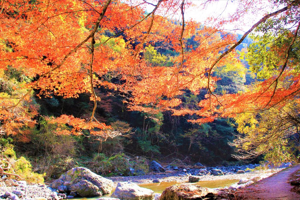 京都　紅葉　見ごろ　時期　ライトアップ　名所　穴場　ランキング　おすすめ　寺 東福寺　三千院　嵐山　化野念仏寺　愛宕念仏寺　車折神社　直指庵　清滝　錦雲渓神護寺　今熊野観音寺　寂光院　貴船神社　嵯峨鳥居本　愛宕神社　一之鳥居　野宮神社　哲学の道　