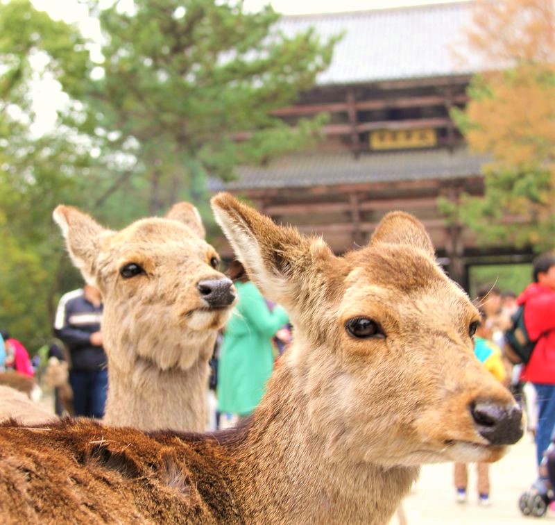 奈良　大仏　東大寺　大仏殿　再発見　大人　楽しむ　奈良　観光　旅行　モデル　コース　ファミリー　カップル　一人旅　奈良県　奈良市　初心者