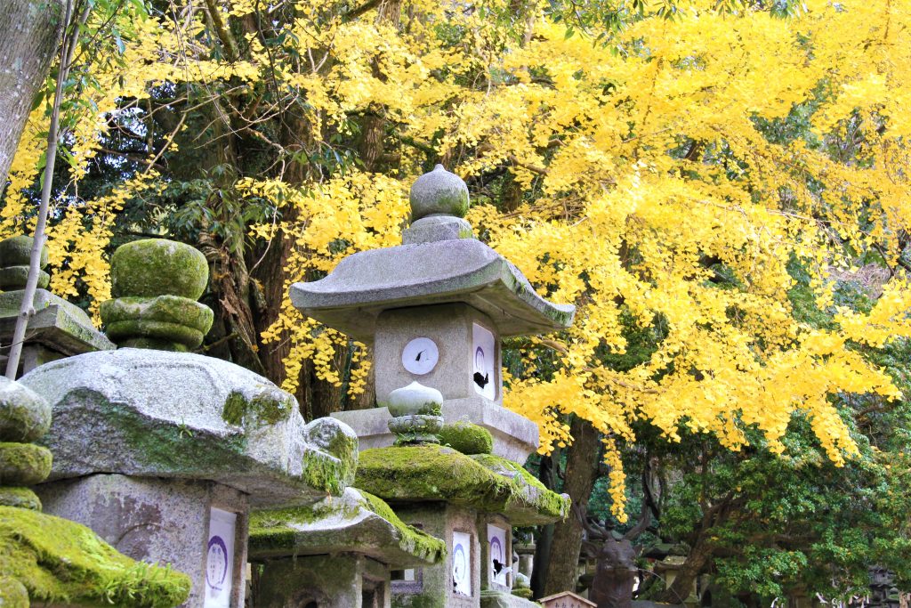 秋　奈良　観光　紅葉　名所　穴場　スポット　紅葉　時期　見ごろ　東大寺　春日大社　興福寺　二月堂　ライトアップ　大仏池　手向山八幡宮　奈良春日野国際フォーラム 甍～I・RA・KA～（奈良県新公会堂）　浮見堂　若草山　奈良公園