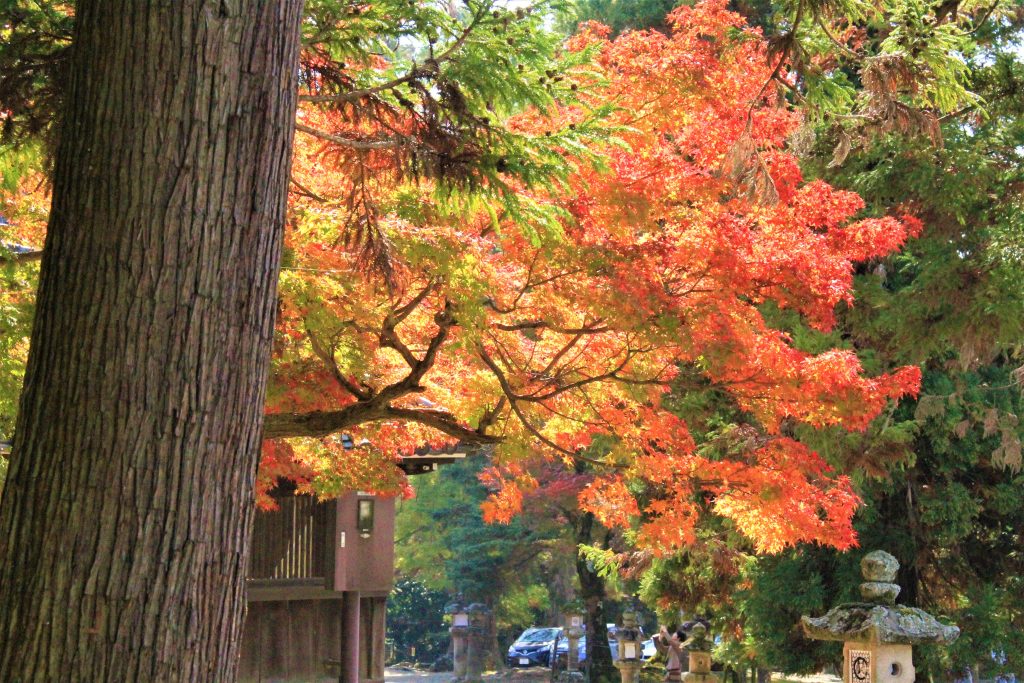 秋　奈良　観光　紅葉　名所　穴場　スポット　紅葉　時期　見ごろ　東大寺　春日大社　興福寺　二月堂　ライトアップ　大仏池　手向山八幡宮　奈良春日野国際フォーラム 甍～I・RA・KA～（奈良県新公会堂）　浮見堂　若草山　奈良公園