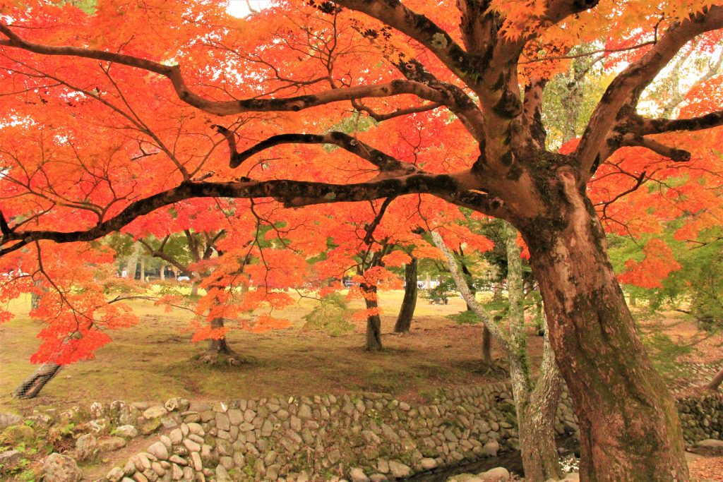 秋　奈良　観光　紅葉　名所　穴場　スポット　紅葉　時期　見ごろ　東大寺　春日大社　興福寺　二月堂　ライトアップ　大仏池　手向山八幡宮　奈良春日野国際フォーラム 甍～I・RA・KA～（奈良県新公会堂）　浮見堂　若草山　奈良公園