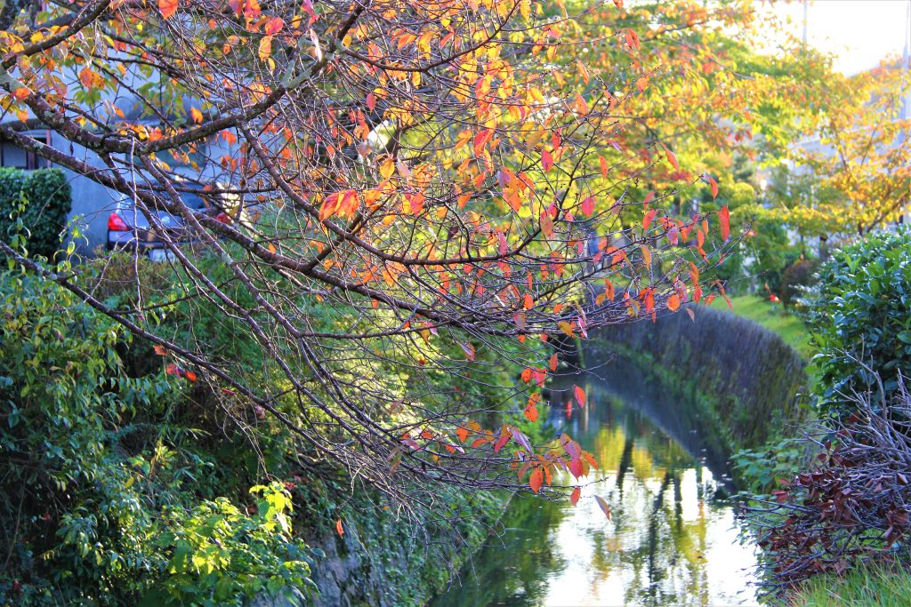 京都　紅葉　見ごろ　時期　ライトアップ　名所　穴場　ランキング　おすすめ　寺 東福寺　三千院　嵐山　化野念仏寺　愛宕念仏寺　車折神社　直指庵　清滝　錦雲渓神護寺　今熊野観音寺　寂光院　貴船神社　嵯峨鳥居本　愛宕神社　一之鳥居　野宮神社　哲学の道　