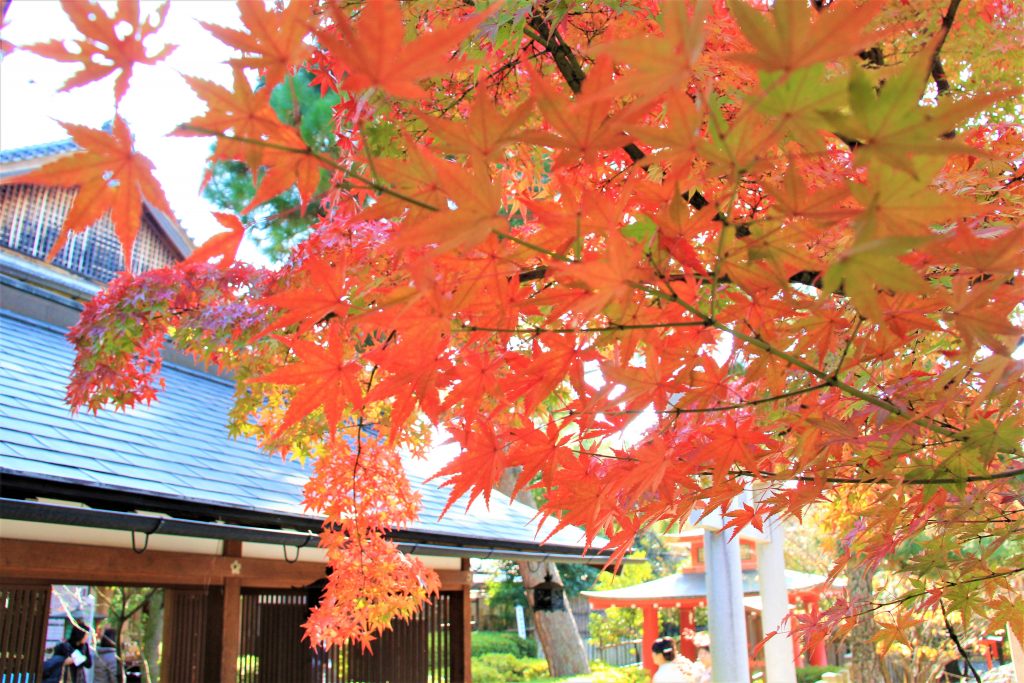 京都　紅葉　見ごろ　時期　ライトアップ　名所　穴場　ランキング　おすすめ　寺 東福寺　三千院　嵐山　化野念仏寺　愛宕念仏寺　車折神社　直指庵　清滝　錦雲渓神護寺　今熊野観音寺　寂光院　貴船神社　嵯峨鳥居本　愛宕神社　一之鳥居　野宮神社　哲学の道　