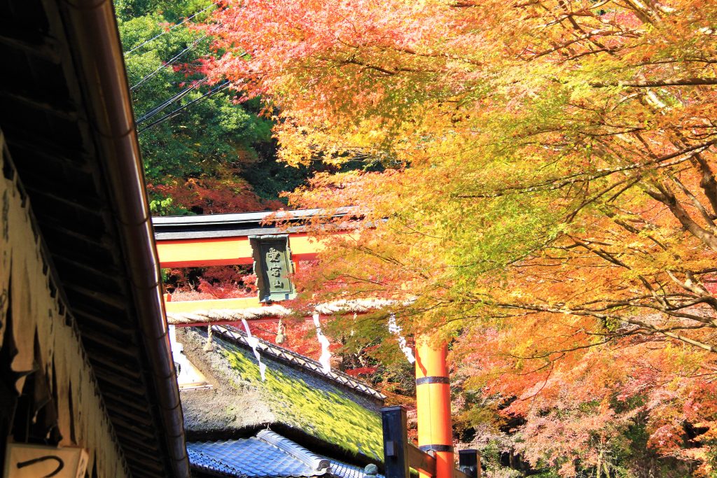 京都　紅葉　見ごろ　時期　ライトアップ　名所　穴場　ランキング　おすすめ　寺 東福寺　三千院　嵐山　化野念仏寺　愛宕念仏寺　車折神社　直指庵　清滝　錦雲渓神護寺　今熊野観音寺　寂光院　貴船神社　嵯峨鳥居本　愛宕神社　一之鳥居　野宮神社　哲学の道　