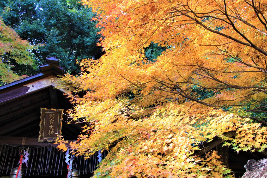 京都　紅葉　見ごろ　時期　ライトアップ　名所　穴場　ランキング　おすすめ　寺 東福寺　三千院　嵐山　化野念仏寺　愛宕念仏寺　車折神社　直指庵　清滝　錦雲渓神護寺　今熊野観音寺　寂光院　貴船神社　嵯峨鳥居本　愛宕神社　一之鳥居　野宮神社　哲学の道　