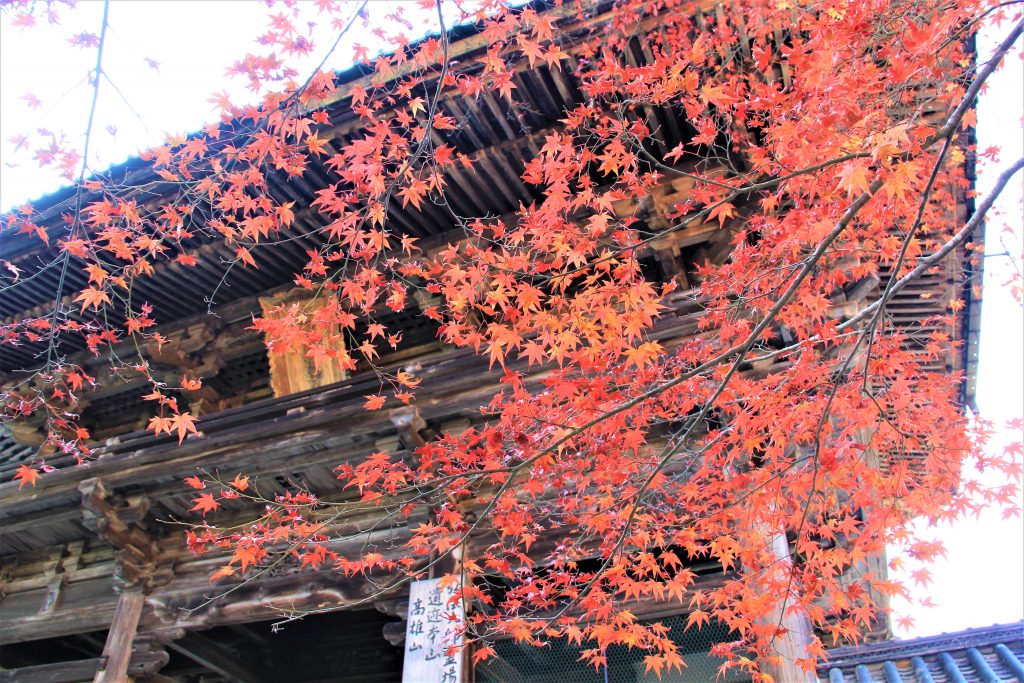 京都　紅葉　見ごろ　時期　ライトアップ　名所　穴場　ランキング　おすすめ　寺 東福寺　三千院　嵐山　化野念仏寺　愛宕念仏寺　車折神社　直指庵　清滝　錦雲渓神護寺　今熊野観音寺　寂光院　貴船神社　嵯峨鳥居本　愛宕神社　一之鳥居　野宮神社　哲学の道　