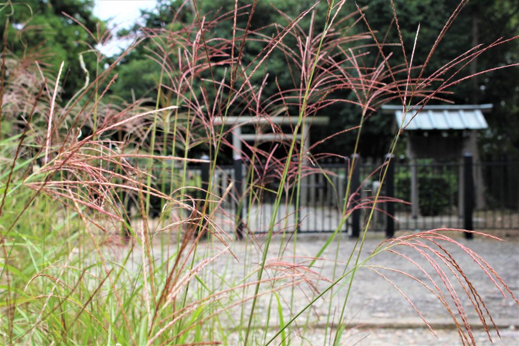 理想の上司　聖徳太子　ミカン狩り　古墳　観光　大阪　太子町　小野妹子　上の太子観光みかん園　二上山　竹内街道　推古天皇　孝徳天皇　近つ飛鳥博物館