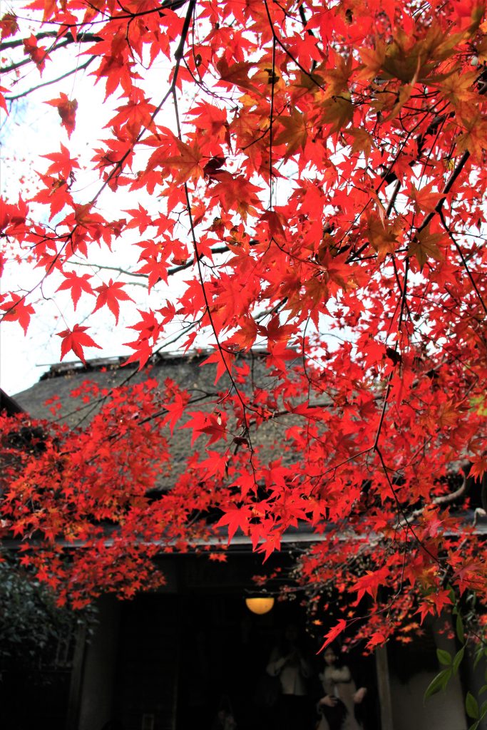 京都　紅葉　見ごろ　時期　ライトアップ　名所　穴場　ランキング　おすすめ　寺 東福寺　三千院　嵐山　化野念仏寺　愛宕念仏寺　車折神社　直指庵　清滝　錦雲渓神護寺　今熊野観音寺　寂光院　貴船神社　嵯峨鳥居本　愛宕神社　一之鳥居　野宮神社　哲学の道　