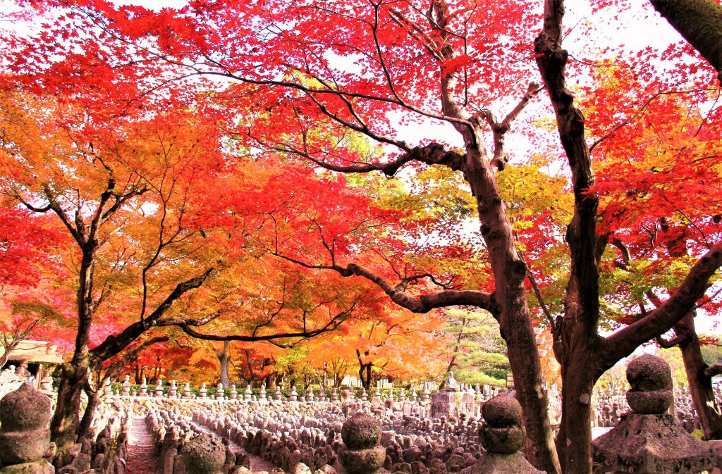 京都　紅葉　見ごろ　時期　ライトアップ　名所　穴場　ランキング　おすすめ　寺 東福寺　三千院　嵐山　化野念仏寺　愛宕念仏寺　車折神社　直指庵　清滝　錦雲渓神護寺　今熊野観音寺　寂光院　貴船神社　嵯峨鳥居本　愛宕神社　一之鳥居　野宮神社　哲学の道　