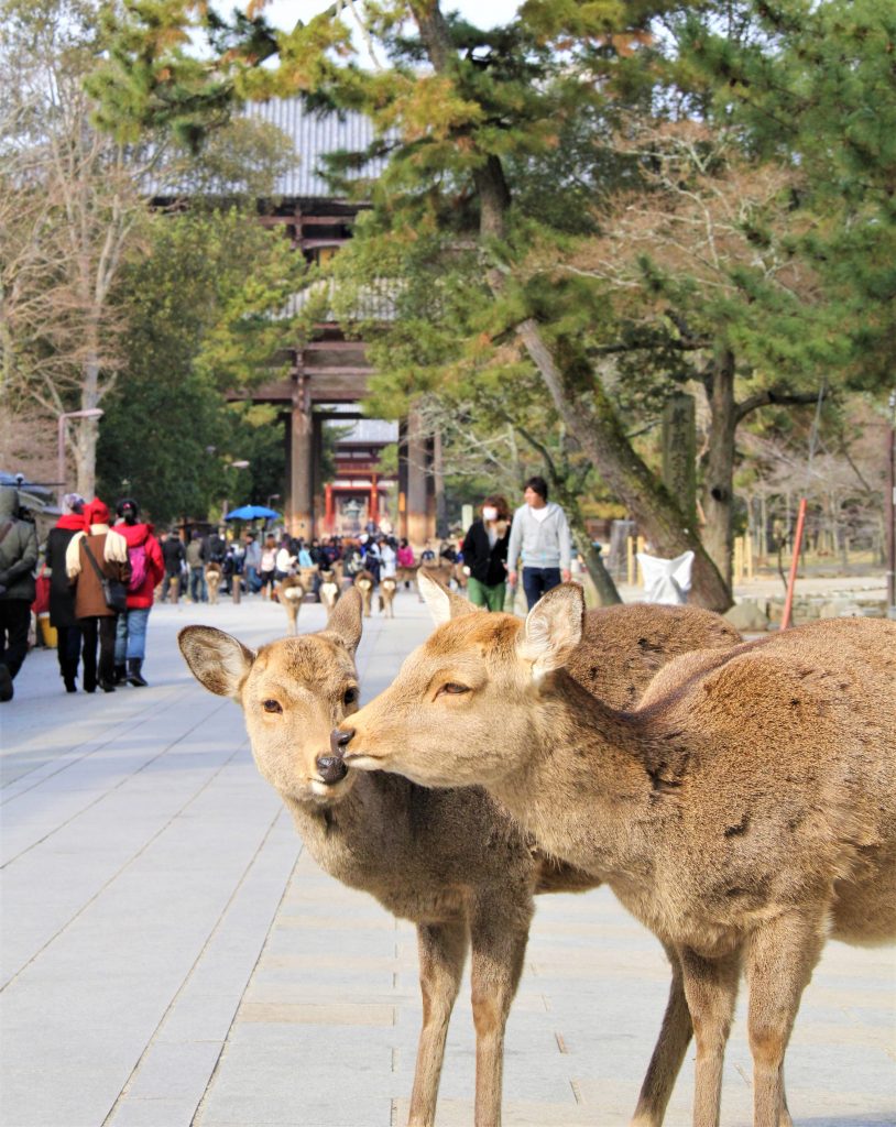 奈良　大仏　東大寺　大仏殿　再発見　大人　楽しむ　奈良　観光　旅行　モデル　コース　ファミリー　カップル　一人旅　奈良県　奈良市　初心者