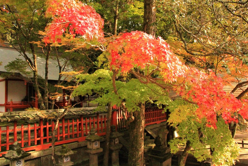 秋　奈良　観光　紅葉　名所　穴場　スポット　紅葉　時期　見ごろ　東大寺　春日大社　興福寺　二月堂　ライトアップ　大仏池　手向山八幡宮　奈良春日野国際フォーラム 甍～I・RA・KA～（奈良県新公会堂）　浮見堂　若草山　奈良公園