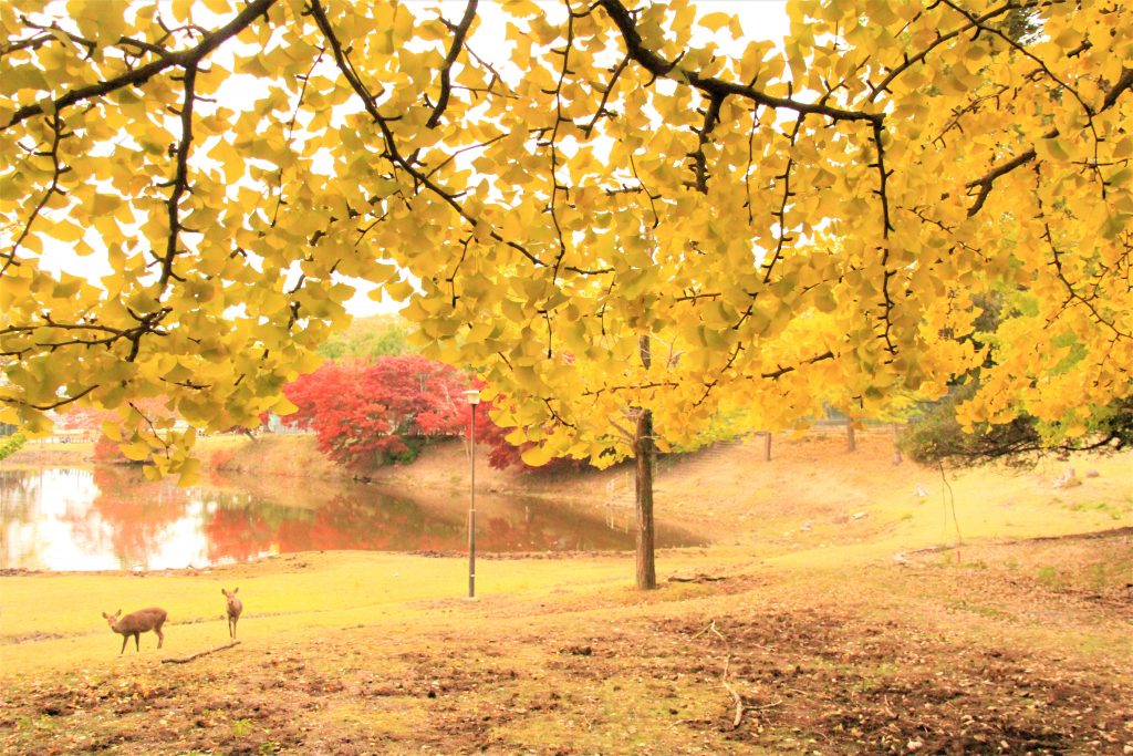 秋　奈良　観光　紅葉　名所　穴場　スポット　紅葉　時期　見ごろ　東大寺　春日大社　興福寺　二月堂　ライトアップ　大仏池　手向山八幡宮　奈良春日野国際フォーラム 甍～I・RA・KA～（奈良県新公会堂）　浮見堂　若草山　奈良公園