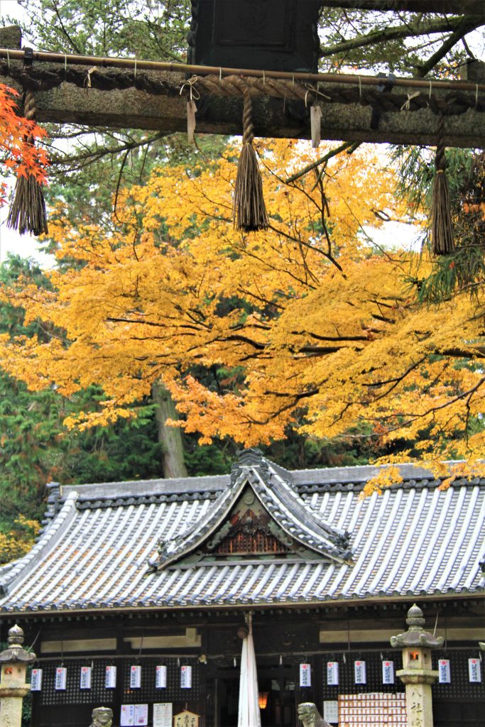 理想の上司　聖徳太子　ミカン狩り　古墳　観光　大阪　太子町　小野妹子　上の太子観光みかん園　二上山　竹内街道　推古天皇　孝徳天皇　近つ飛鳥博物館