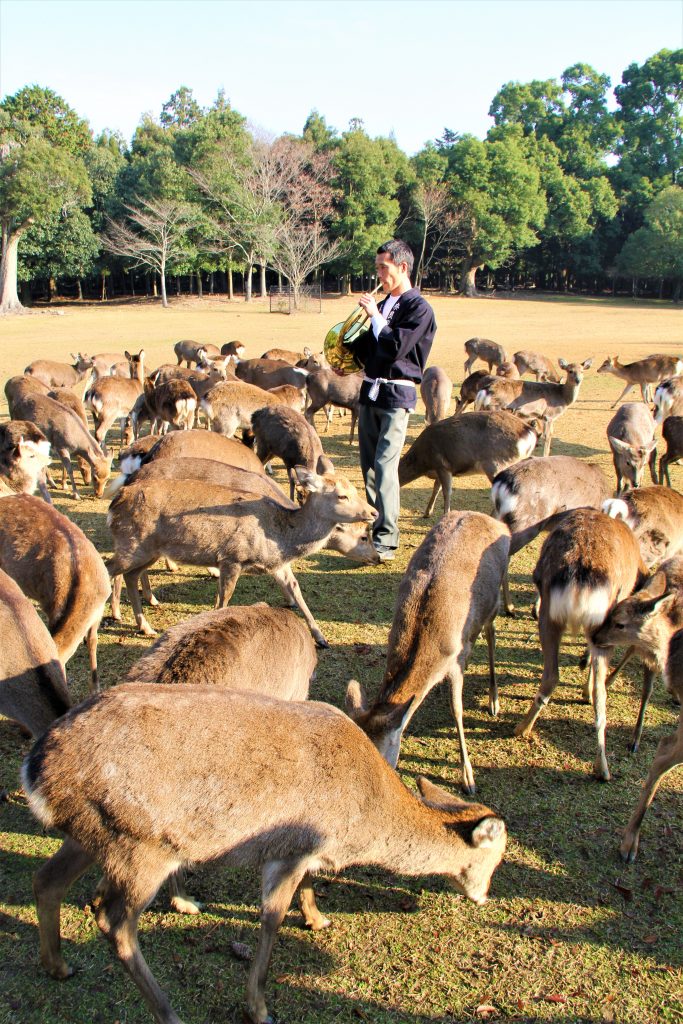 秋　奈良　観光　紅葉　名所　穴場　スポット　紅葉　時期　見ごろ　東大寺　春日大社　興福寺　二月堂　ライトアップ　大仏池　手向山八幡宮　奈良春日野国際フォーラム 甍～I・RA・KA～（奈良県新公会堂）　浮見堂　若草山　奈良公園