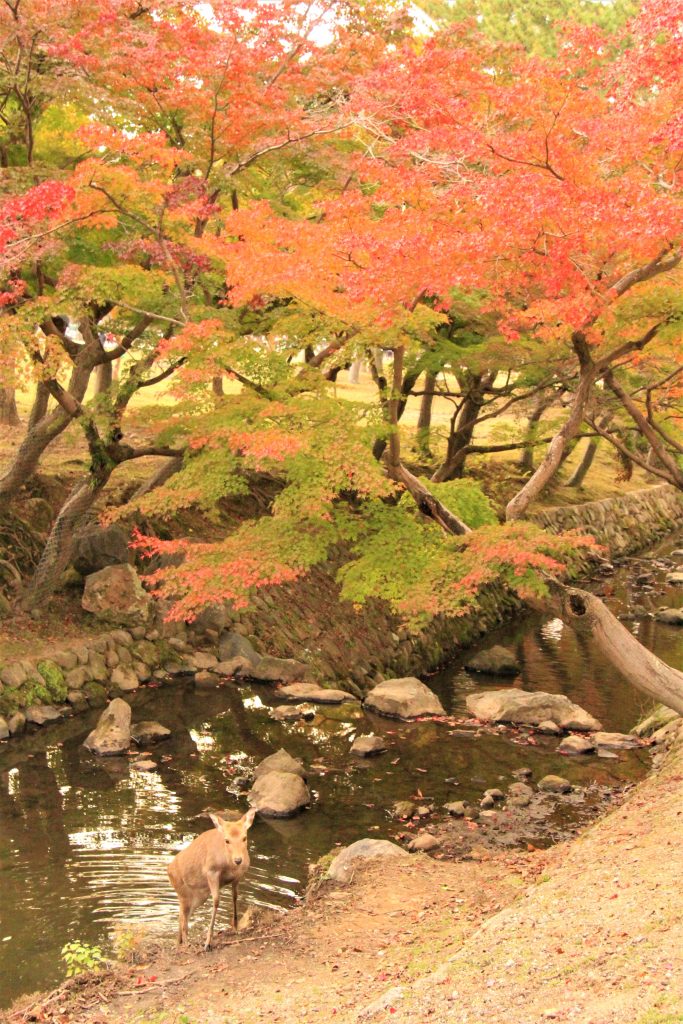 秋　奈良　観光　紅葉　名所　穴場　スポット　紅葉　時期　見ごろ　東大寺　春日大社　興福寺　二月堂　ライトアップ　大仏池　手向山八幡宮　奈良春日野国際フォーラム 甍～I・RA・KA～（奈良県新公会堂）　浮見堂　若草山　奈良公園