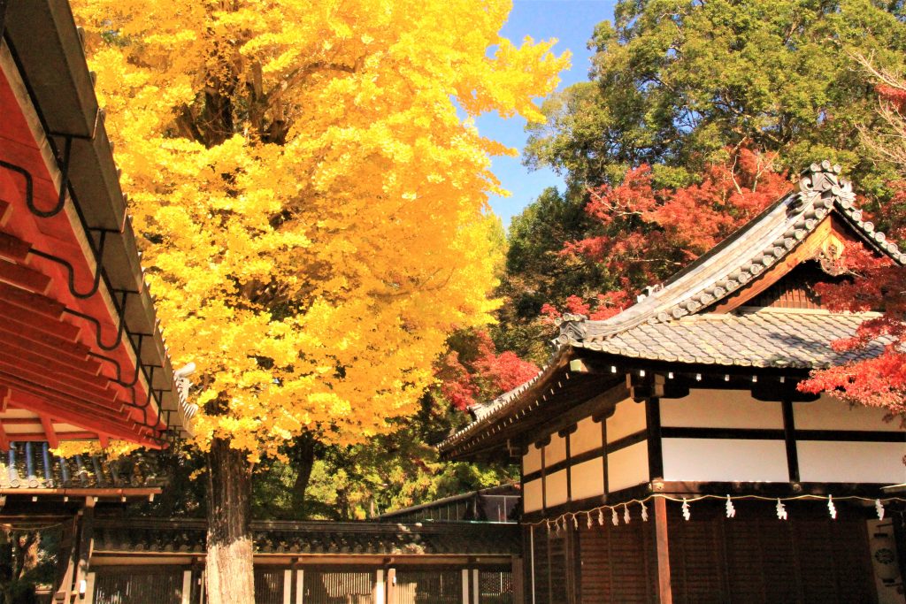 秋　奈良　観光　紅葉　名所　穴場　スポット　紅葉　時期　見ごろ　東大寺　春日大社　興福寺　二月堂　ライトアップ　大仏池　手向山八幡宮　奈良春日野国際フォーラム 甍～I・RA・KA～（奈良県新公会堂）　浮見堂　若草山　奈良公園