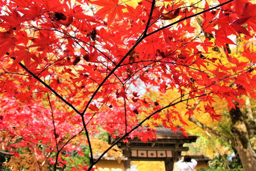 京都　紅葉　見ごろ　時期　ライトアップ　名所　穴場　ランキング　おすすめ　寺 東福寺　三千院　嵐山　化野念仏寺　愛宕念仏寺　車折神社　直指庵　清滝　錦雲渓神護寺　今熊野観音寺　寂光院　貴船神社　嵯峨鳥居本　愛宕神社　一之鳥居　野宮神社　哲学の道　