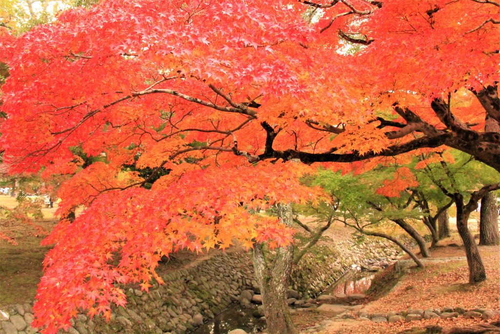 秋　奈良　観光　紅葉　名所　穴場　スポット　紅葉　時期　見ごろ　東大寺　春日大社　興福寺　二月堂　ライトアップ　大仏池　手向山八幡宮　奈良春日野国際フォーラム 甍～I・RA・KA～（奈良県新公会堂）　浮見堂　若草山　奈良公園