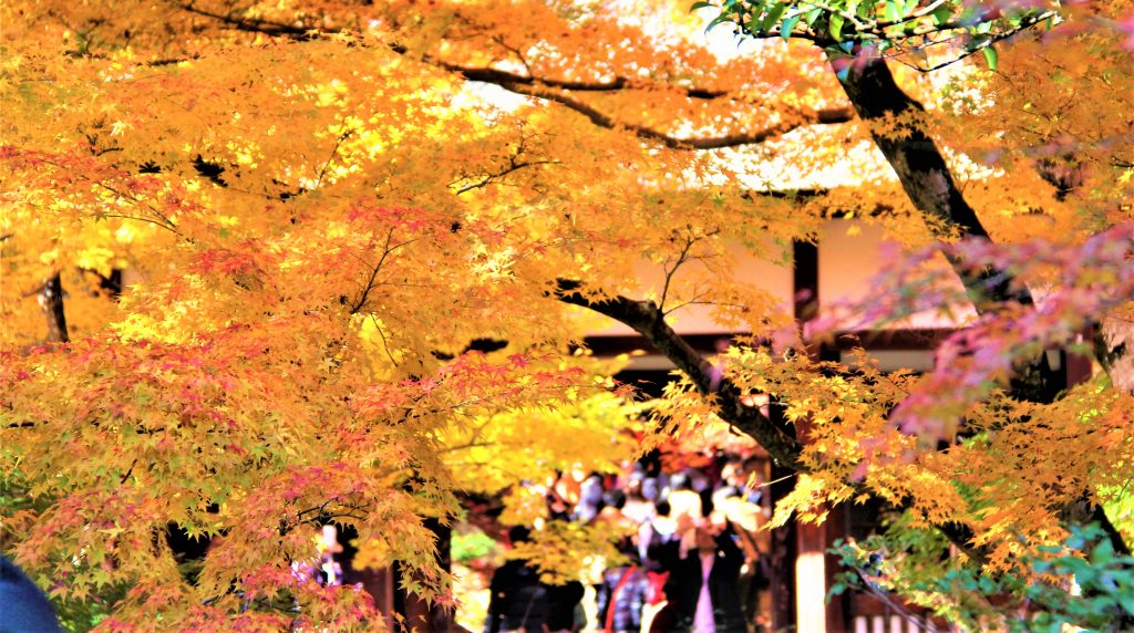 京都　嵐山　嵯峨野　散策　コース　おすすめ　観光　スポット　巡り　天龍寺　野宮神社　常寂光寺　二尊院　大覚寺　化野念仏寺　直指庵　竹林の道　トロッコ列車