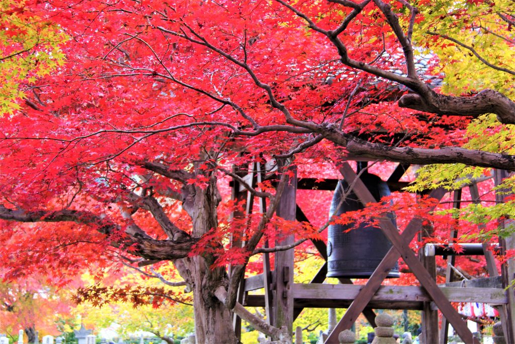 京都　観光　奥嵯峨野　紅葉　穴場　スポット　化野念仏寺（あだしのねんぶつじ）　 愛宕念仏寺（おたぎねんぶつじ）