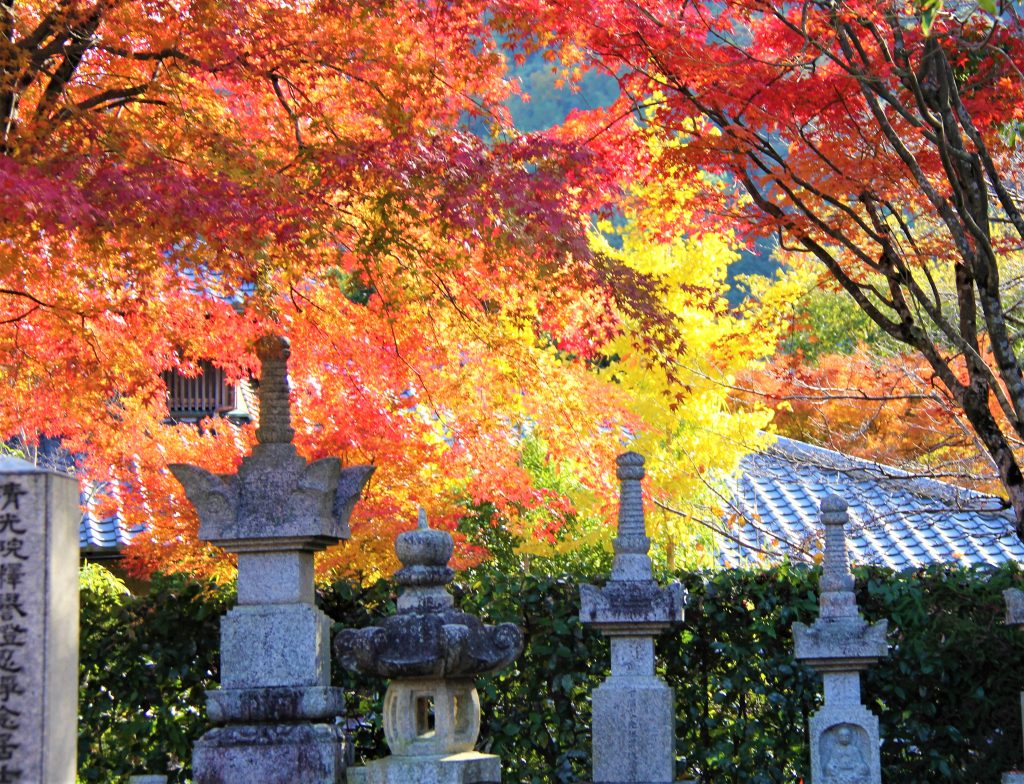 京都　観光　奥嵯峨野　紅葉　穴場　スポット　化野念仏寺（あだしのねんぶつじ）　 愛宕念仏寺（おたぎねんぶつじ）