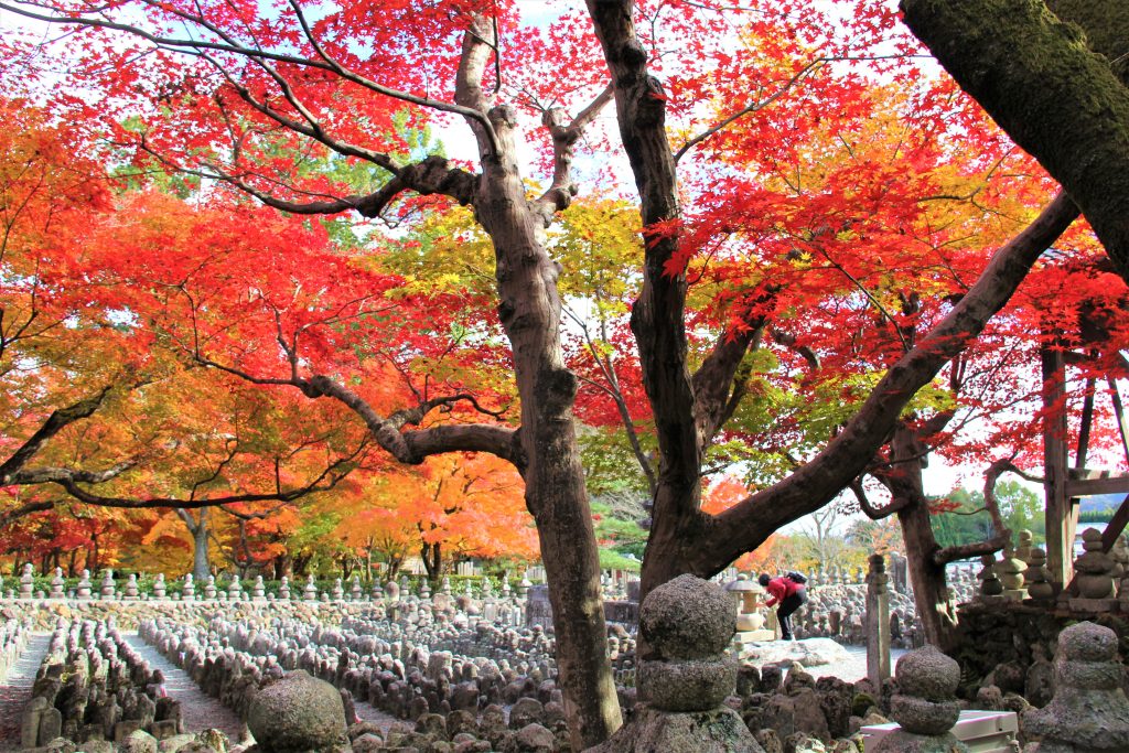 京都　嵐山　嵯峨野　散策　コース　おすすめ　観光　スポット　巡り　天龍寺　野宮神社　常寂光寺　二尊院　大覚寺　化野念仏寺　直指庵　竹林の道　トロッコ列車