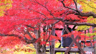 京都　嵐山　嵯峨野　散策　コース　おすすめ　観光　スポット　巡り　天龍寺　野宮神社　常寂光寺　二尊院　大覚寺　化野念仏寺　直指庵　竹林の道　トロッコ列車