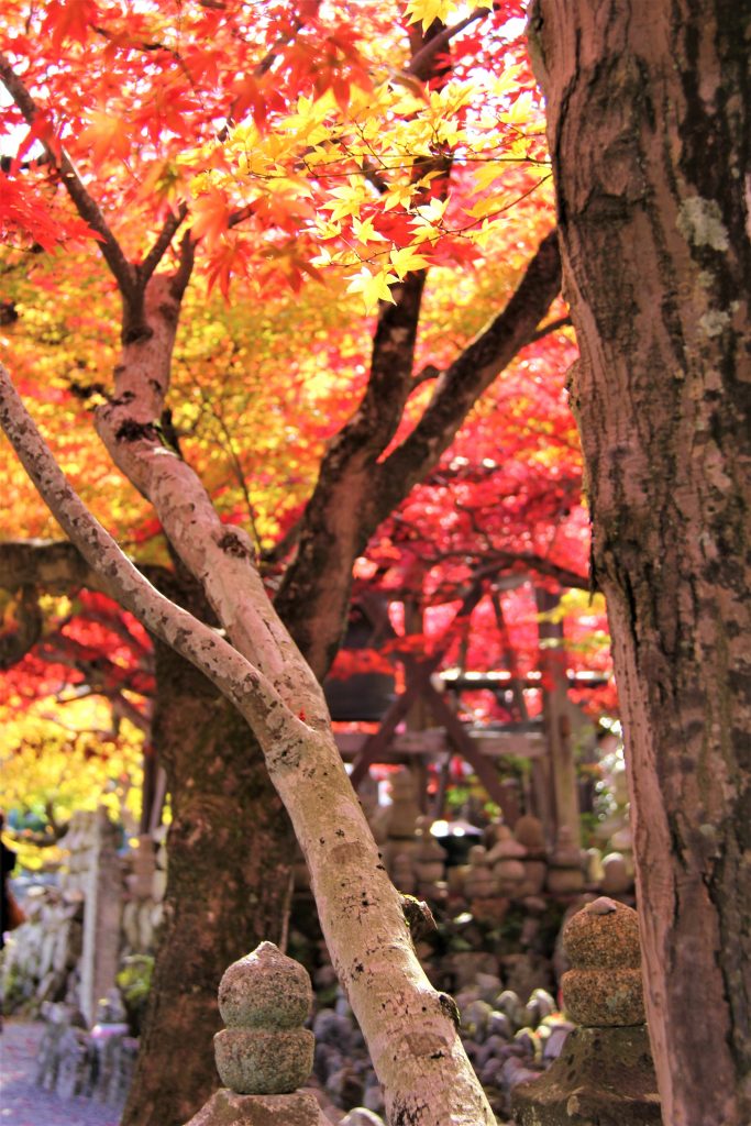 京都　観光　奥嵯峨野　紅葉　穴場　スポット　化野念仏寺（あだしのねんぶつじ）　 愛宕念仏寺（おたぎねんぶつじ）