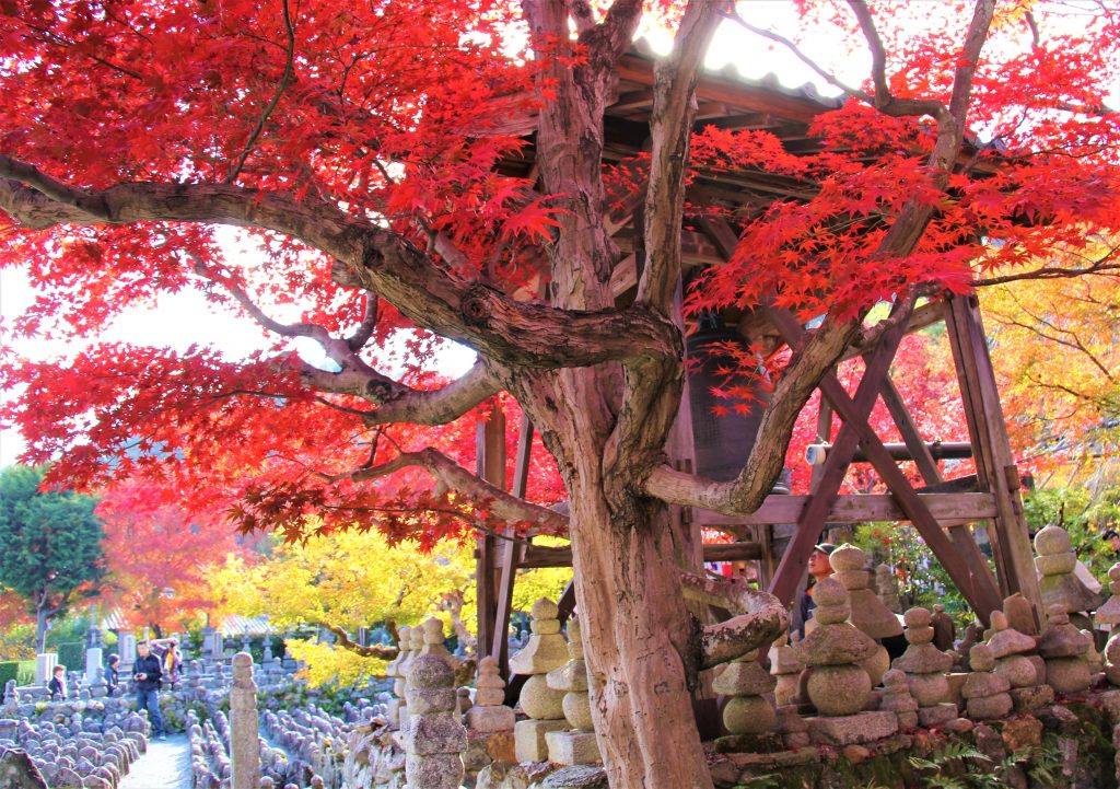 京都　観光　奥嵯峨野　紅葉　穴場　スポット　化野念仏寺（あだしのねんぶつじ）　 愛宕念仏寺（おたぎねんぶつじ）