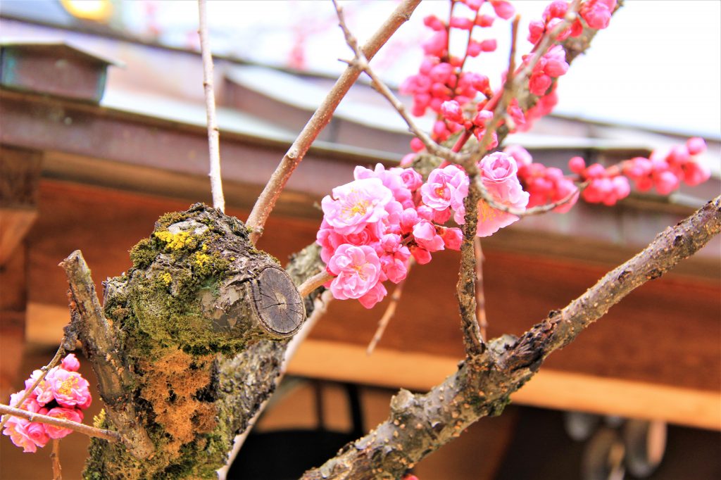 観光　京都　最強　パワースポット　巡り　恋愛　運気　アップ　神社　地主神社　清水寺　美御前社　八坂神社　晴明神社　北野天満宮　芸能神社　車折神社　アクセス　場所　行き方