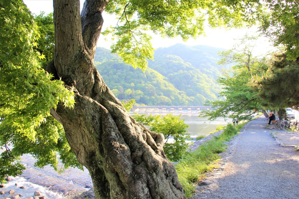 京都　嵐山　嵯峨野　散策　コース　おすすめ　観光　スポット　巡り　天龍寺　野宮神社　常寂光寺　二尊院　大覚寺　化野念仏寺　直指庵　竹林の道　トロッコ列車