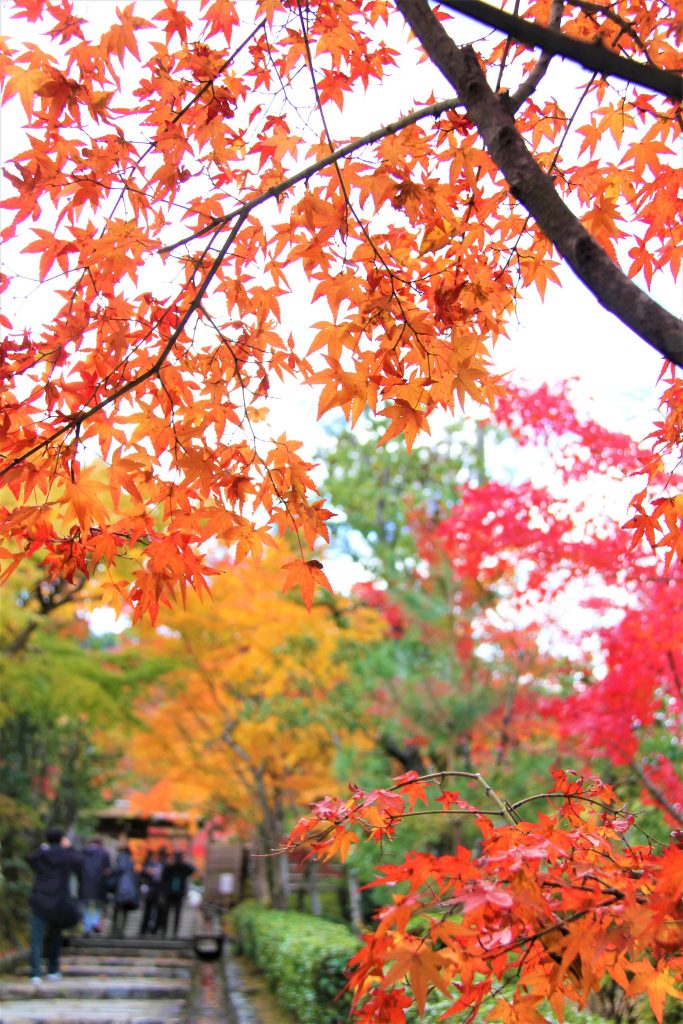 京都　観光　奥嵯峨野　紅葉　穴場　スポット　化野念仏寺（あだしのねんぶつじ）　 愛宕念仏寺（おたぎねんぶつじ）