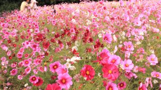 大阪万博公園でコスモスフェスタ開催!2017年開花状況&見ごろは?