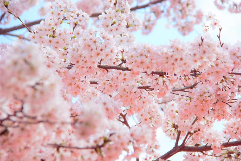 京都 年桜の開花 見ごろは おすすめの桜名所と穴場 観光ポイン バンコク旅行ナビ